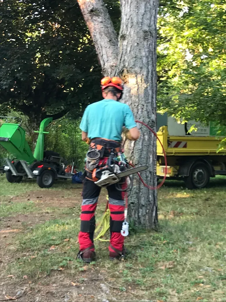 Élagueur équipé d'une tronçonneuse au pied d'un arbre avant un abattage